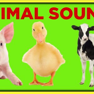 Farm Animal Sounds for Toddlers Toddler Learning Video Educational Speech Videos